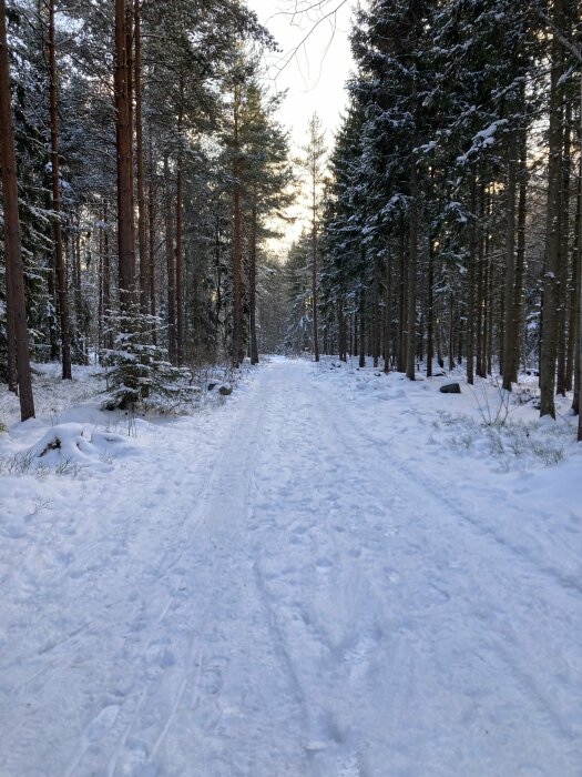 Vinterskog, snötäckt stig, tallar, granar, svagt solljus, fotspår, fridfullt, kallt, natur, utomhus.