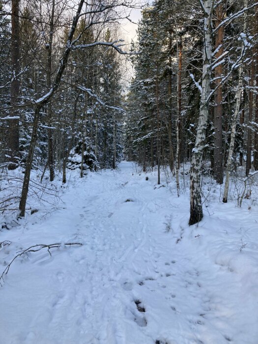 Vinterlandskap, snötäckt skogsstig, träd, lugnt, natur, vitt, stigar, dagsljus, orört, fridfullt.