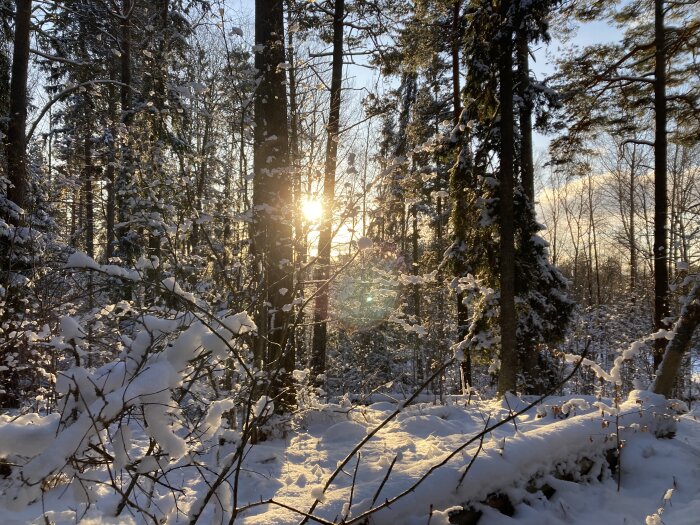 Vinterskog med snö, solen skiner genom träden, gnistrande snö, lugnt och fridfullt.