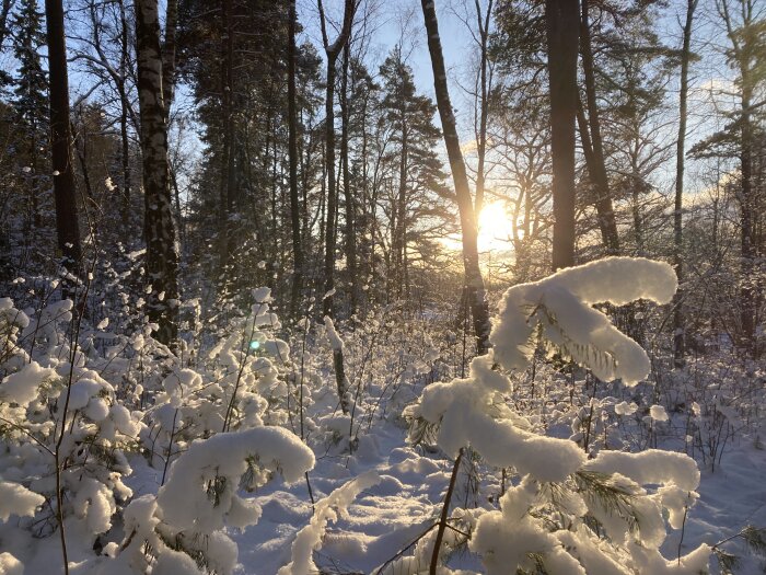 Vinterskog med snötäckta träd, solnedgång i bakgrunden, skimrande snö, lugn och kylig atmosfär.