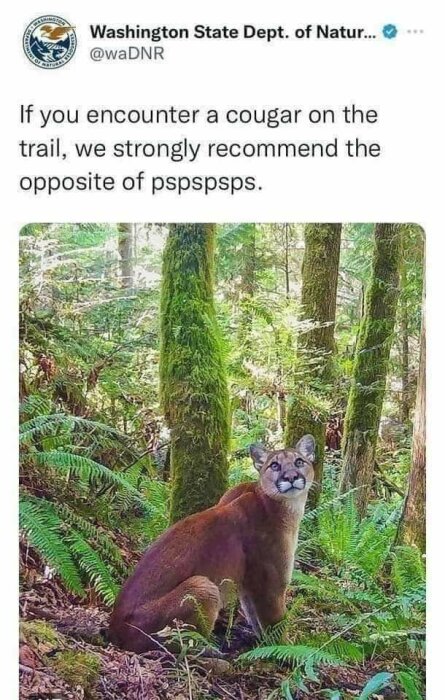 Puma i skogen med humoristisk redigerat ansikte och varningstext från Washington State Dept. of Natural Resources.