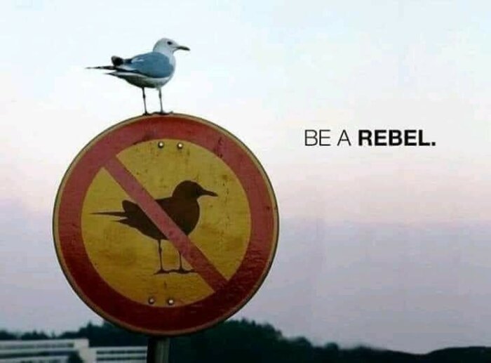 Mås sitter på skylt som förbjuder fåglar med texten "BE A REBEL". Ironisk, humoristisk.