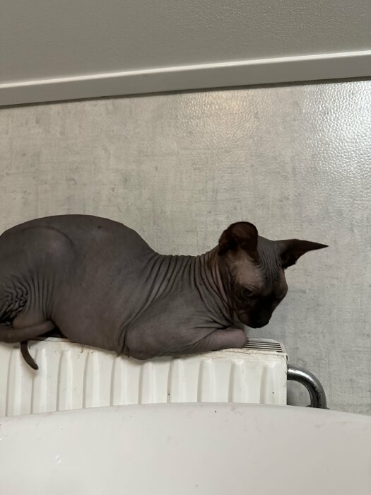 Sphynx-katt vilar på en radiator under en hylla, insvept i sitt eget skrynkliga, hårlösa skinn.