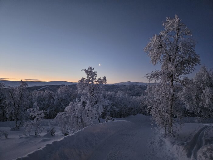 Snötäckta träd, vinterskymning, kallt landskap, månen i skyn, lugn och fridfullt.