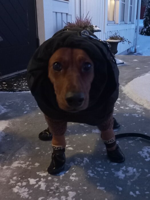 Hunden har en varm jacka och små skor, redo för vinterpromenad på snötäckt gata.