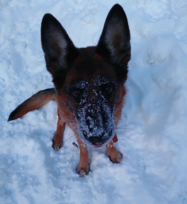 Tysk schäferhund med snö på nosen i vinterlandskap.