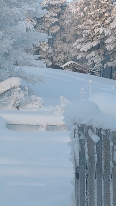 Snötäckt terrass och staket förgrund, frostiga träd bakgrund, vinterlandskap, kallt, stilla, dimmig morgonljus.