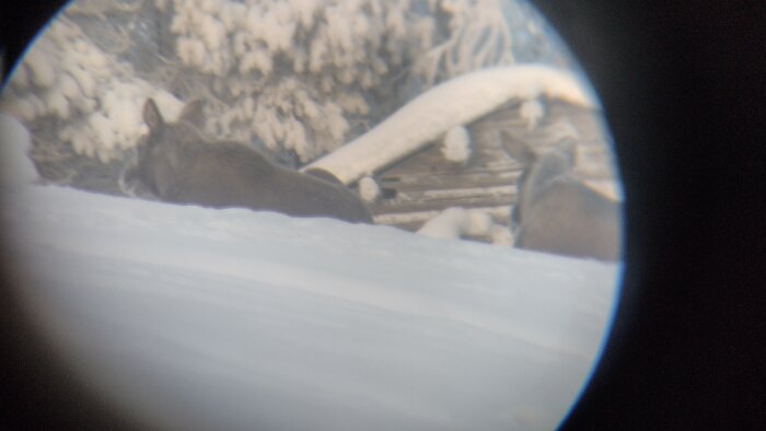 Två rådjur i snö genom en rund kamera- eller kikareöppning, vinterlandskap, träd täckta med snö.