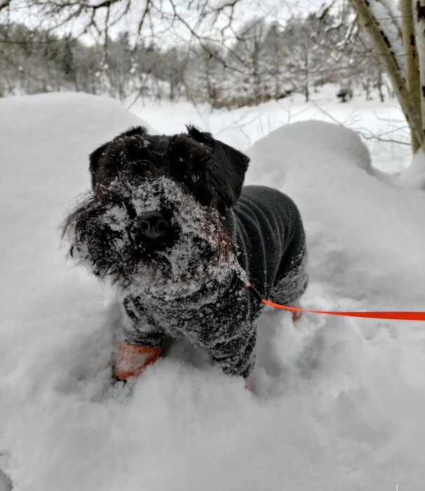 Hund i snö med snö på nosen, bär en tröja, röd koppel, vinterlandskap.