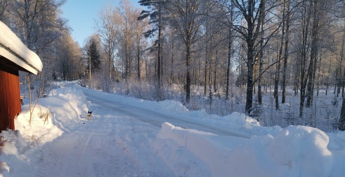 Vinterväg omgiven av snötäckta träd och en klarblå himmel. En hund syns i förgrunden.