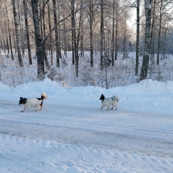 Två hundar på en snöig väg bredvid skog och snödrivor under soligt vinterväder.