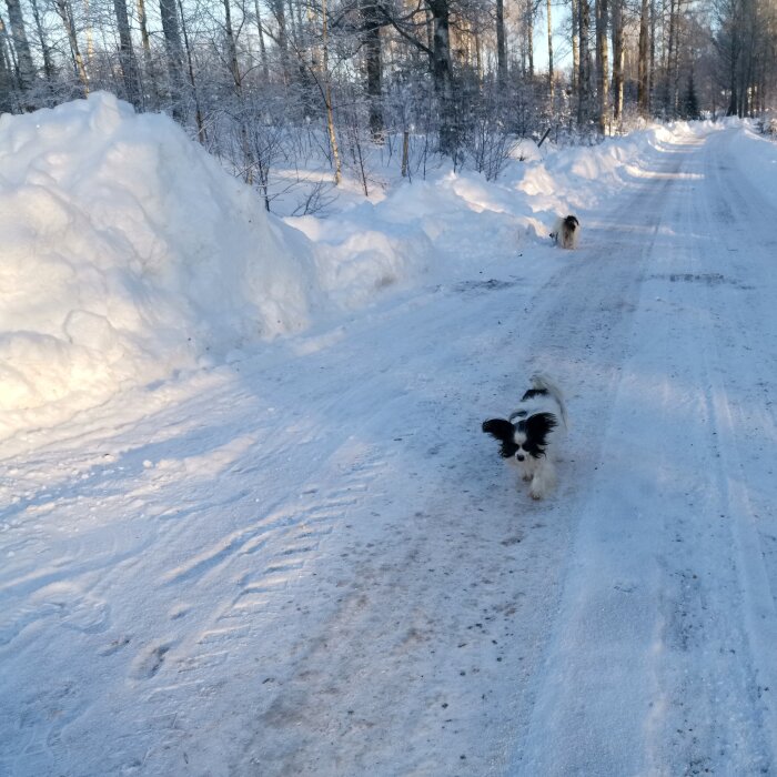 Två hundar på snötäckt väg bland höga snödrivor, klara skuggor, träd och blå himmel.