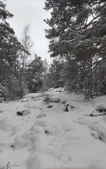 Vinterskog med snötäckta träd och mark. Ljusa moln på himlen. Spår i snön leder inåt.