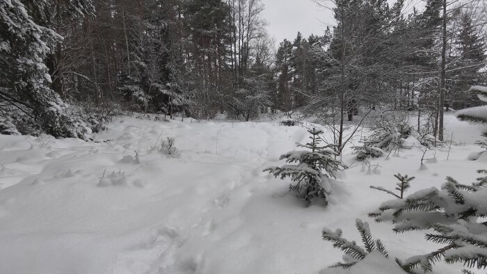 Vinterskog täckt av snö, granar, bar träd, molnig himmel, orörd natur, stillhet.