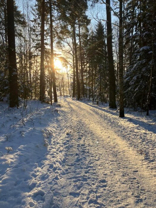 Vinterväg i skog, solnedgång, snöklädda träd, lugnt, orörd natur, golden hour, kyla, serenitet, vy.