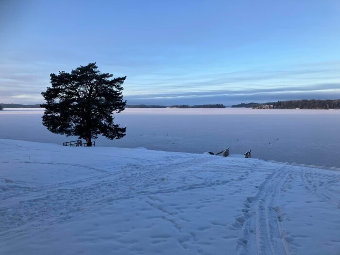 Vinterlandskap, snötäckt frusen sjö, ensamt träd, brygga, spår i snön, skymningshimlen.