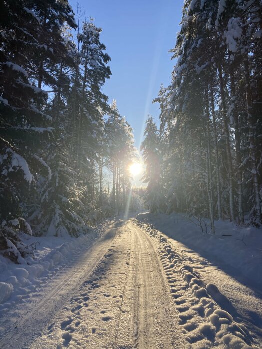 Solig, snöig skogsväg, träd täckta av snö, vintersolnedgång eller -uppgång, lugn och fridfull.