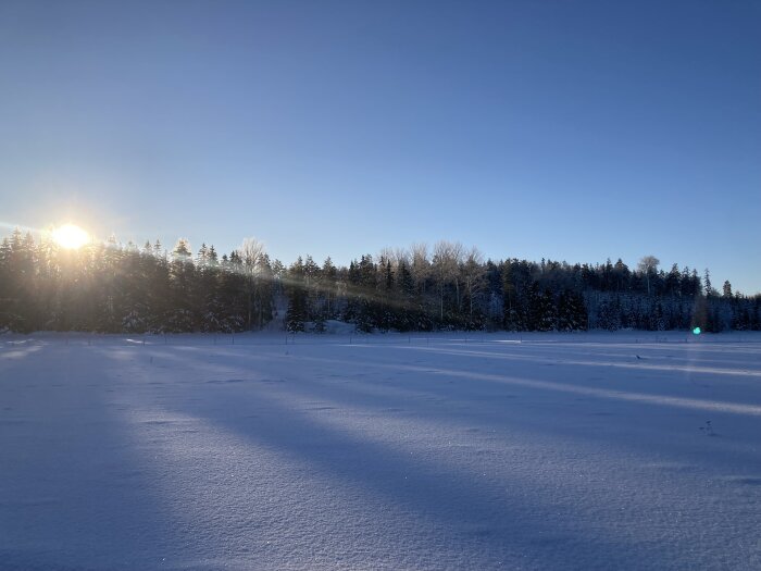 Vinterlandskap med snötäckt mark, solnedgång, träd, klarblå himmel, orörd snö.