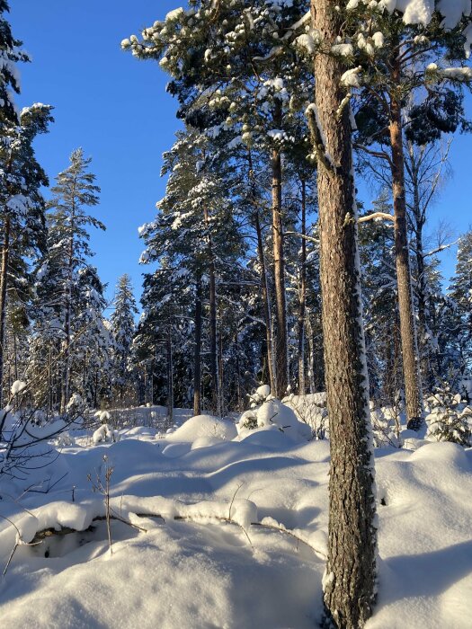 Vinterskog med snötäckta träd och mark under en klarblå himmel.