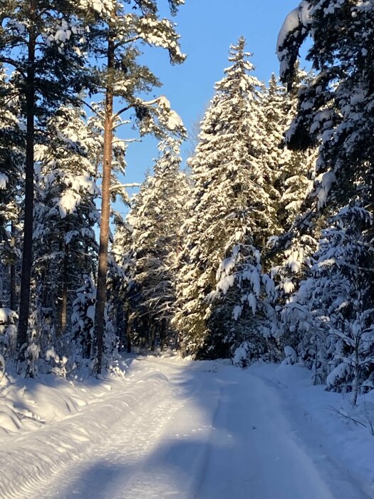 En snötäckt skogsväg omgiven av snöbelagda träd i solljus.