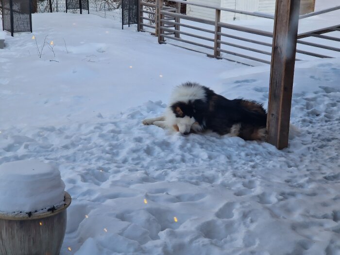 Hund vilar i snö vid trästaket och stolpe, kall vinterdag, kvällsljus, fotspår i snön.