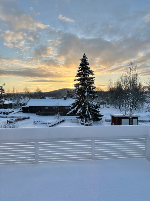 Vintersoluppgång, snötäckt landskap, gran i förgrunden, molnigt himmel, lugn morgon, bostadshus, staket, orört snöyta.