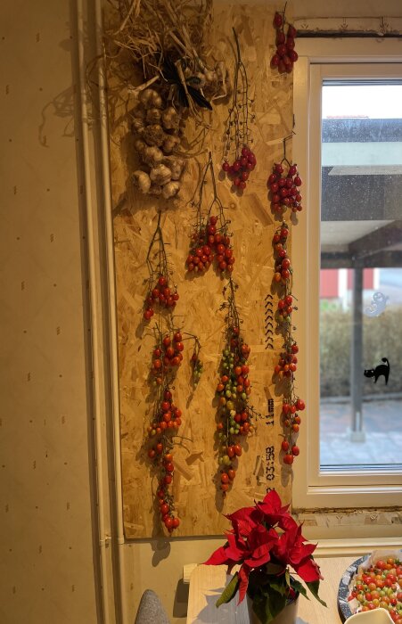 Vitlöksknippen och körsbärstomater hänger på en träskiva. Fönster och julstjärna inne i ett kök.