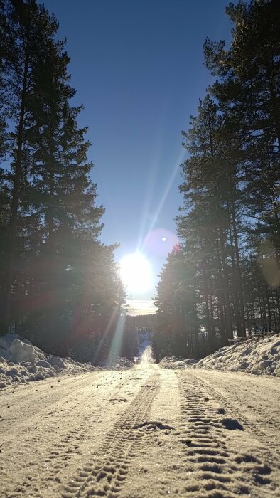 Solig vinterväg flankerad av barrträd, snötäckt mark, ljusstrålar, klar himmel, motljuseffekt, orörd natur.
