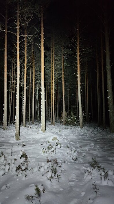 Skog nattetid med snö, träd upplysta av konstgjort ljus, tyst och öde atmosfär.