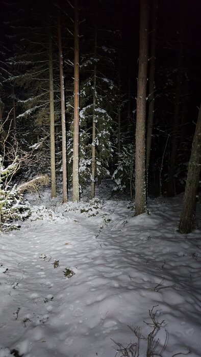 Skog på natten, snötäckt mark, träd, mörkt, kontrasterat av strålkastarljus, orörd natur, spår i snön.