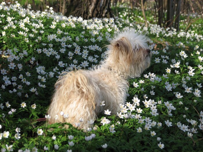 Hund i blommande skogsbacke med vita blommor, vårsol, naturidyll, fridfullt.