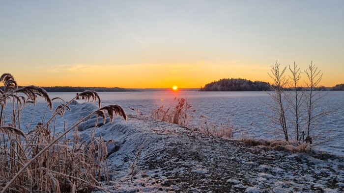 Soluppgång över en snötäckt sjö med frostiga vass och träd agerar förgrund. Lugnt, vinterlandskap.