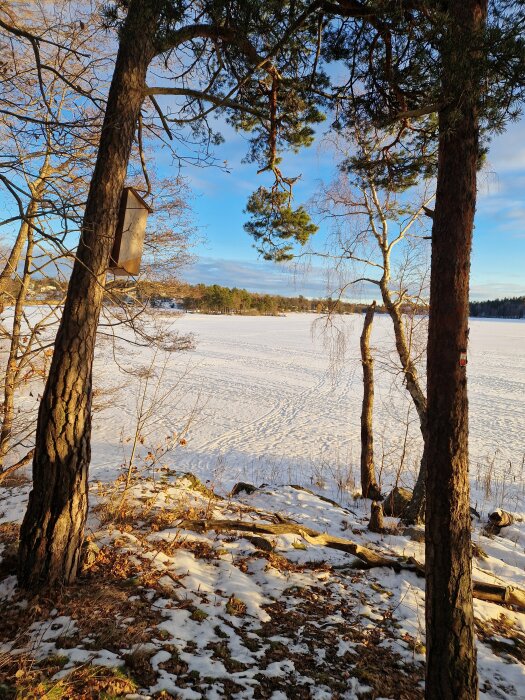 Vinterskog med fågelholk, snöbeklädd mark och frusen sjö i solnedgång.