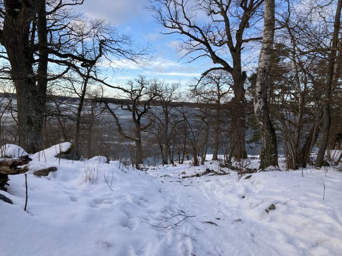 Snötäckt skogsmark, nakna träd, vintertid, utsikt över frusen sjö, klar himmel, sen eftermiddag eller morgonljus.