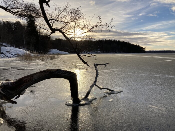 Ett fruset landskap vid vattnet med ett vackert träd i förgrunden och solnedgång i bakgrunden.