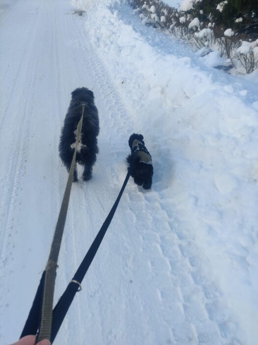 Två hundar går på en snötäckt väg, kopplade till personens synliga hand.