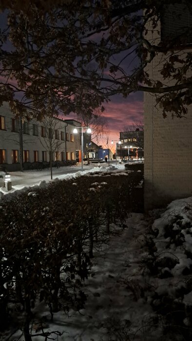 Vinterkväll, snö, bostadshus, gatlyktor, rosa himmel, skymning, nakna träd, lugn stämning.