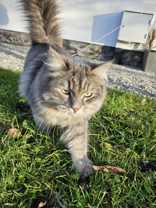 Långhårig grå katt ute i gräs på en solig dag med sele och koppel.