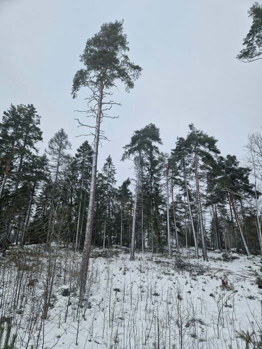 Vinterskog med tallar, snöbäddad mark, molnig himmel, orörd natur.
