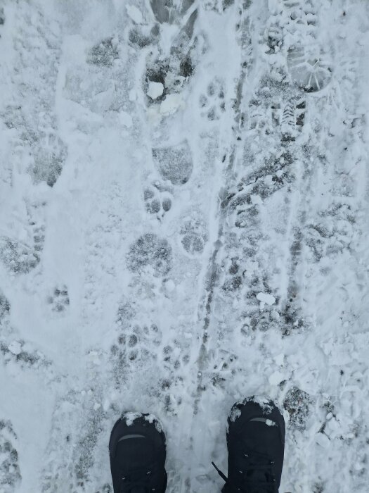 Person står i snö, skor syns, blandade fotspår och djurspår runtom. Snötäckt mark, kallt landskap.
