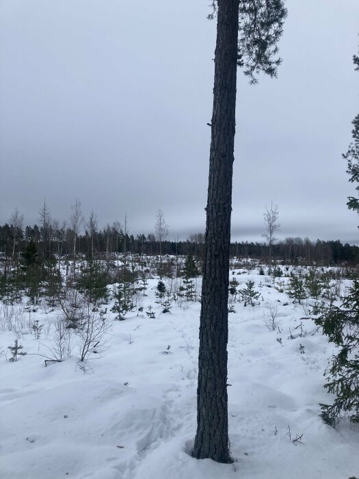 Enskild träd framför, vinterlandskap, snötäckt mark, molnig himmel, barrskog i bakgrunden.
