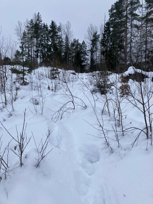 Snötäckt skogsmark med träd och fotspår under en mulen himmel.