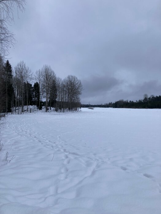 Vinterlandskap, snötäckt mark och spår, skogsbryn, mulet himmel, lugn, kyligt.