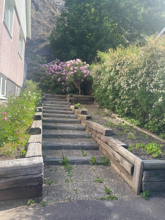 Trätrappa mellan hus och bergvägg, omgiven av gröna buskar och blommande rhododendron, sommardag.