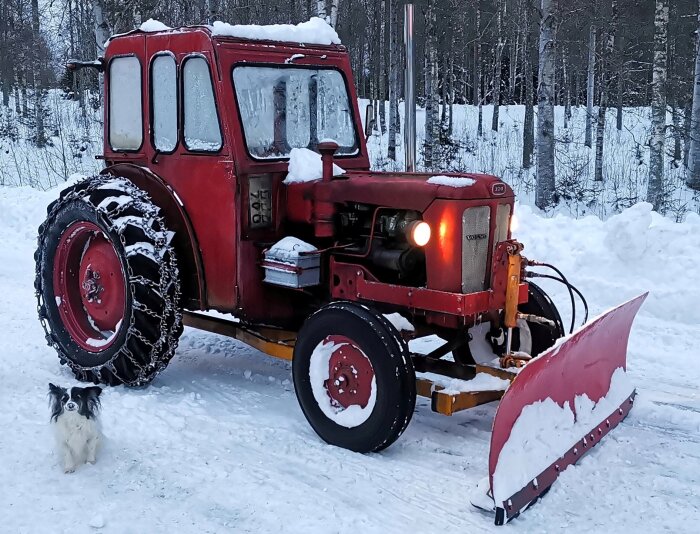 Röd traktor med snöplog och kedjor på vinterdag, hund framför, snöig omgivning.