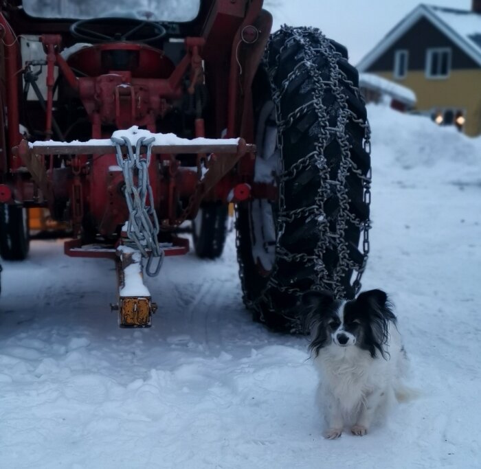 En hund framför en röd traktor med snökedjor på ett snöigt underlag, hus i bakgrunden.