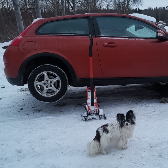 Rött fordon på domkraft, hund framför, snöig mark, skymning eller gryning.