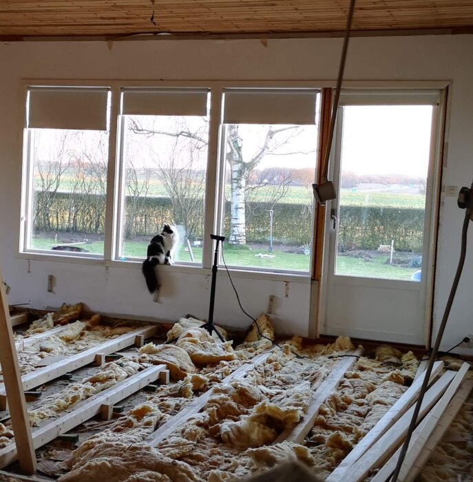Katt sitter på ett fönsterbräde i ett rörigt, renoveringsklart rum med isolering och bräder på golvet.