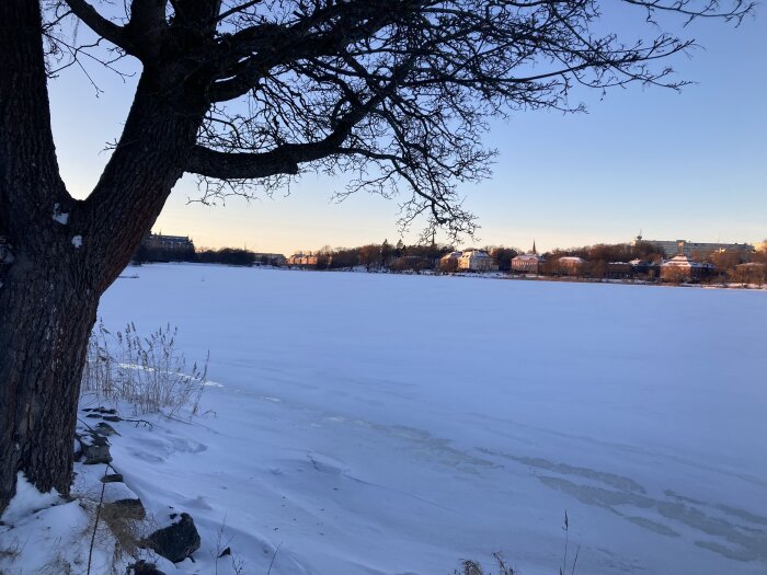 Ett vintersceneri med snötäckt mark, ett naket träd i förgrunden, och stadssilhuett i bakgrunden under klar himmel.