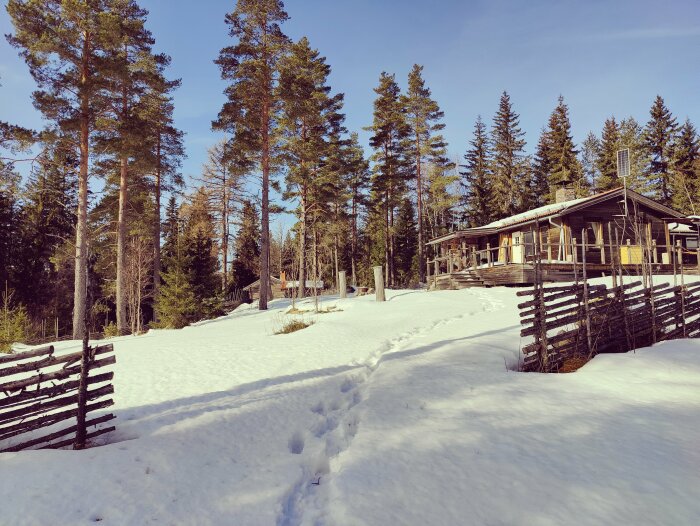 Snöig terräng, traditionella trästaket, träd, stuga i fjällmiljö, vinter eller vår, soligt väder, klara himmel.